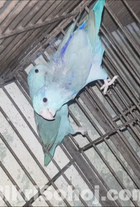 Forpus bird/ফরপাস পাখি Running pair